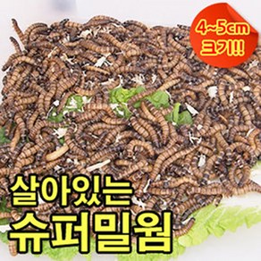 살아있는 슈퍼밀웜(안전포장)