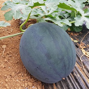 [선별특품] 수박 초고당도 프리미엄 흑수박 흑당 꿀수박 가정용 선물용 디아머스, 1개, 5kg 내외
