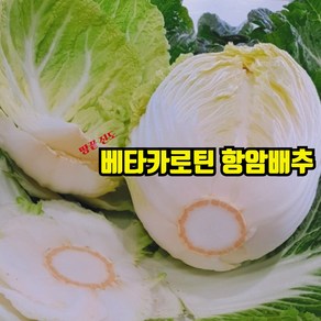 [MD추천] 베타카로틴 항암배추 알배기 알배추 쌈배추 진도 산지직송, 1박스