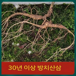 30년이상 백두산삼 임하삼 산양산삼 장뇌삼 30-50g/뿌리 1뿌리, 1개