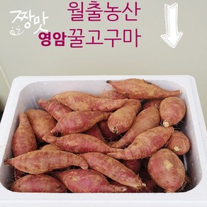 영암꿀고구마 10kg 농장직거래 아이스박스 발송 꿀고구마 10kg 월출농산 영암 꿀고구마 10kg 고구마 10kg