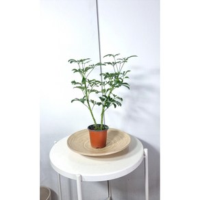 [서비내] 녹보수 중대형 약 70cm 인테리어 플랜테리어 반려식물 인테리어식물 공기정화식물 무호화훼, 1개
