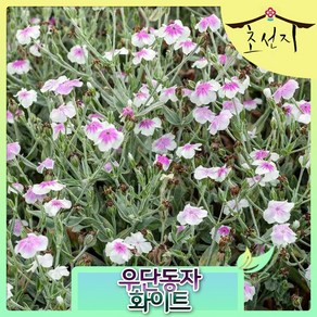 [초선지] 우단동자꽃 6치 화이트 핑크 리크니스 야생화, 흰색(오큐라타), 1개