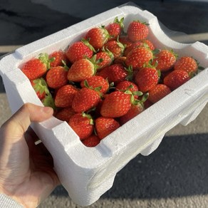 [맛없으면 환불] 순삭 딸기 2kg 벌크포장 설향, 2개