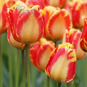 스트라이프 튤립(Stipe Tulip) 추식 구근 반자루카(1set-5구) 금강원예, 1세트