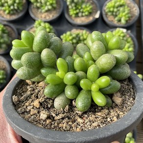 녹귀란 다육이 10cm, 1개