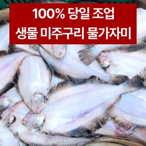 (무료배송) 오늘 새벽에 잡은 생물 기름가자미(20미) 속초 100% 자연산 식해용 미주구리 세꼬시 물가자미, 1개, 오늘잡은 기름가자미 20미