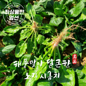 남해 해풍맞아 달큰한 노지 시금치 가정용, 1박스, 1kg