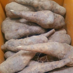 [알찬농부] 안동산마 24년 깍기 수월한 알뜰 실속 산마, 알뜰 2kg, 1개