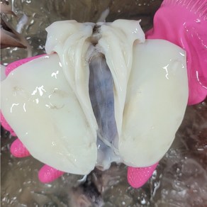 싱싱햇 냉동 손질 갑오징어 급냉 오징어, 1kg 20마리 내외, 1세트