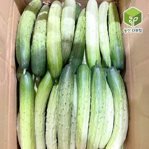 오이 백오이 백다다기오이 상 10kg