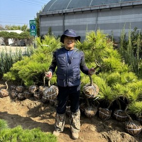 황금소나무 조형 소나무 조경수 6년생, 약 70cm, 1개