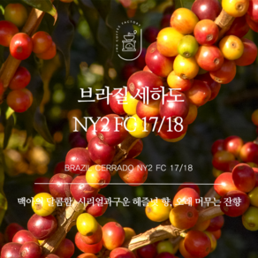[제이엠디커피팩토리] 브라질 세하도 NY2 커피 원두 로스팅, 1개, 1000g, 홀빈(분쇄안함)