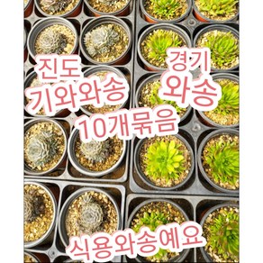 와송/기와와송 10개묶음/항암 작용 효과가 뛰어나다보니 인기가 아주 많습니다., 10개