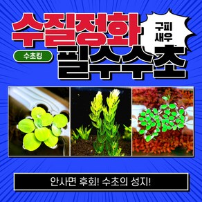 [수초킹] 수질정화 필수수초 3종 15촉(피시티아5촉+마츠모5촉+살비니아나탄스5촉) / 초보 수초 구피 어항 꾸미기, 1세트