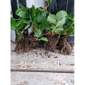 킹스베리 모종 5주, 5개