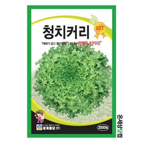 청치커리 2000립 / 치커리 씨앗 종자 쌈채소 텃밭 상추 샐러드, 02_치커리/쌈채소류, 18_세계비타민채(2000립), 1개