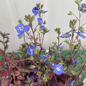 [다온야생화] N3946 베로니카 (9cm) [랜덤], 1개