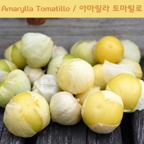 Amaylla Tomatillo 아마릴라 토마틸로 희귀토마틸로 교육 체험용 세트