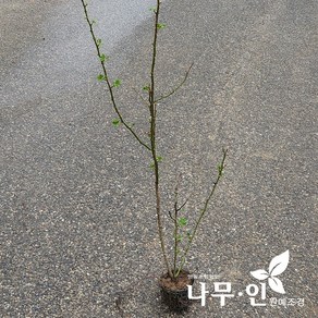 [나무인] 덩굴장미 빨강색 망포트, 1개