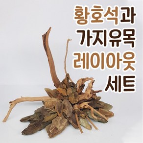 황호석과 가지유목 레이아웃 셋트, 1개