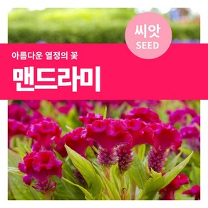 마이플랜트 맨드라미 꽃씨 씨앗 2g, 1개