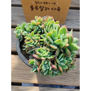[룰루랄라다육][랜덤]다육식물 러우, 1개