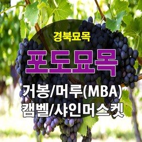 [경북농원] 포도나무 삽목묘 접목묘 /캠벨/거봉/머루포도(MBA)/샤인머스켓/블랙사파이어, 거봉 삽목1년생, 1개