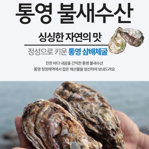 통영 각굴 큰굴 삼배체굴, 1kg, 1개