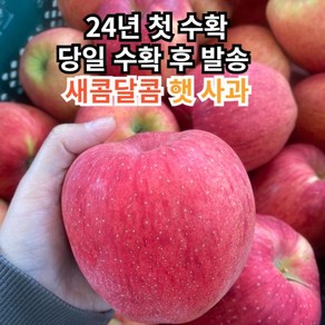 24년 햇사과 가정용 못난이 경북 홍로 부사 2kg 3kg 5kg 10kg 중과 대과 특대과 초특가