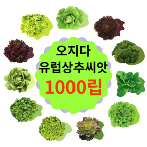 유럽상추 씨앗 1000립 코팅 종자(버터헤드 로메인 바타비아 멀티리피 타입)