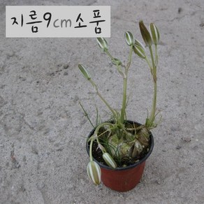 프린시피스 (알부카/ 꽃에서 바닐라향 구근식물) 지름 9cm 소품화분, 1개