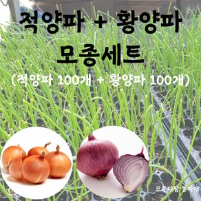 모두다팜 양파모종 세트 ( 양파 90개 + 적양파 90개 ) 킹콩 카타마루 양파 저장용 양파 모종 황양파 모종 저장양파 모종 양파 씨앗 양파묘종 적양파모종 200구 한판