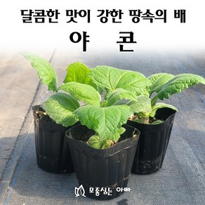 [모종심는아빠] 단맛이 강한 땅속의 배 야콘 모종, 1개