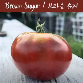 브라운 슈거 Bown Suga 큰토마토 달콤한 희귀토마토 교육체험용 세트