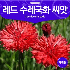 레드 수레국화 씨앗 꽃씨 꽃씨앗 야생화 종자 100알, 100개