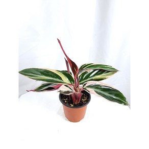 칼라데아 멀티컬러 멀티칼라 Calathea Stomanthe Multicolo 공기정화식물 인테리어 플랜테리어 키우기쉬운식물, 1개