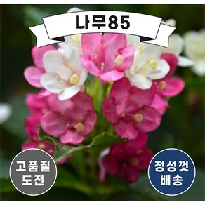 (나무85) 삼색병꽃 7치 포트, 1개