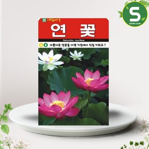 연꽃씨앗 10립 연꽃 꽃씨앗 가정원예용 꽃씨, 1개