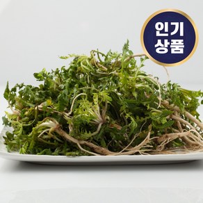 산지직송 해풍맞은 제철 냉이 싱싱한 손질 냉이 세척냉이 흙냉이 봄나물, 1개, 세척 냉이 1kg