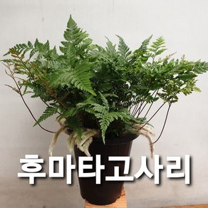 후마타고사리 /대, 1개