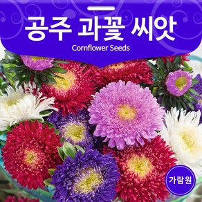 공주 과꽃 씨앗 100알 꽃씨 꽃씨앗 야생화 종자