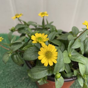 [다온야생화] W6187 산비탈리아.미니해바라기.애기해바라기 (10cm) [랜덤], 1개