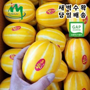 성주 꿀 참외 새벽수확 [산지직송] 가정용 선물용 1.5kg 2kg 3kg 5kg 10kg, 1박스, 1.5kg 가정용 중과