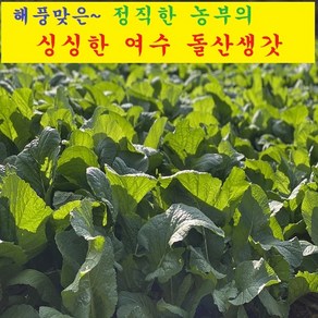 24년 프리미엄 산지직송 직접수확 청년농부 해풍 여수돌산갓 5kg 10kg 돌산생갓 햇갓 갓김치 돌산갓김치 돌산갓 여수 청갓 여수갓 여수갓김치 생돌산갓 노지