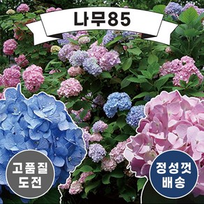 (나무85) 수국 엔들레스썸머 16종 시리즈 중 택1, 1.오리지널 12cm 포트, 1개