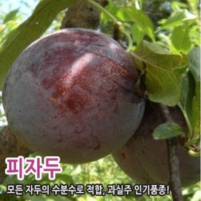 자두나무 묘목 접목1년생 맛있는 자두, 피자두 특묘, 1개