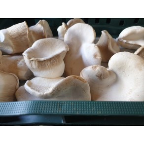 설원버섯 못난이 B급 1.8kg 파지 혼합사이즈 산지직송 무농약 실속형 가정용, 1박스, 1.8kg 내외