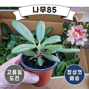 (나무85) 대만 만병초 10cm포트, 2개