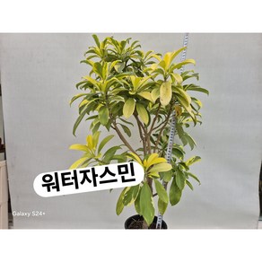 워터자스민/대품, 1개
